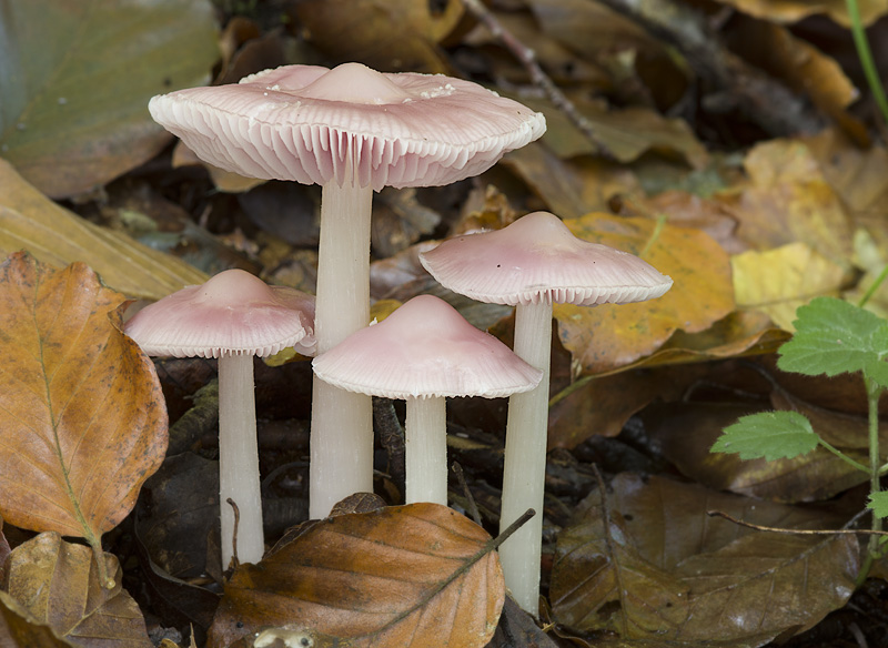 Mycena rosea